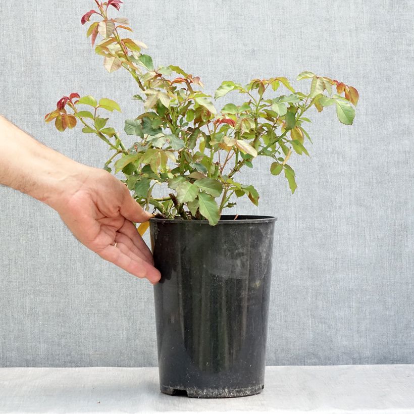 Amostra de Roseira arbustiva Westerland Vaso de 4 L/5 L tal como entregue no verão