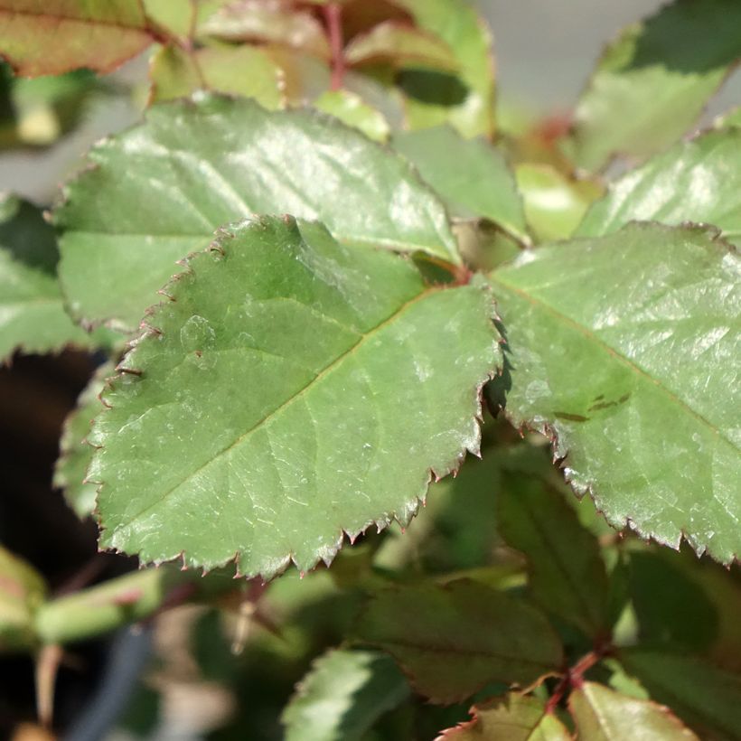 Roseira arbustiva Westerland (Folhagem)