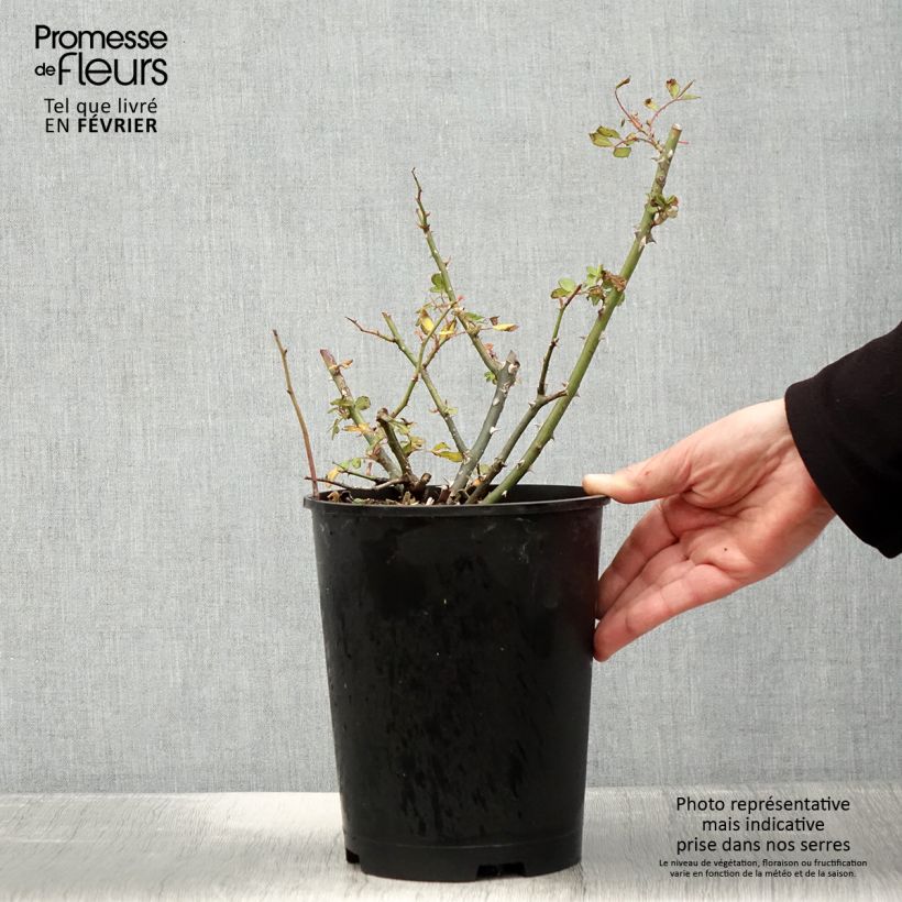 Amostra de Rosier arbustif White Magic Vaso de 4 L/5 L tal como entregue no inverno