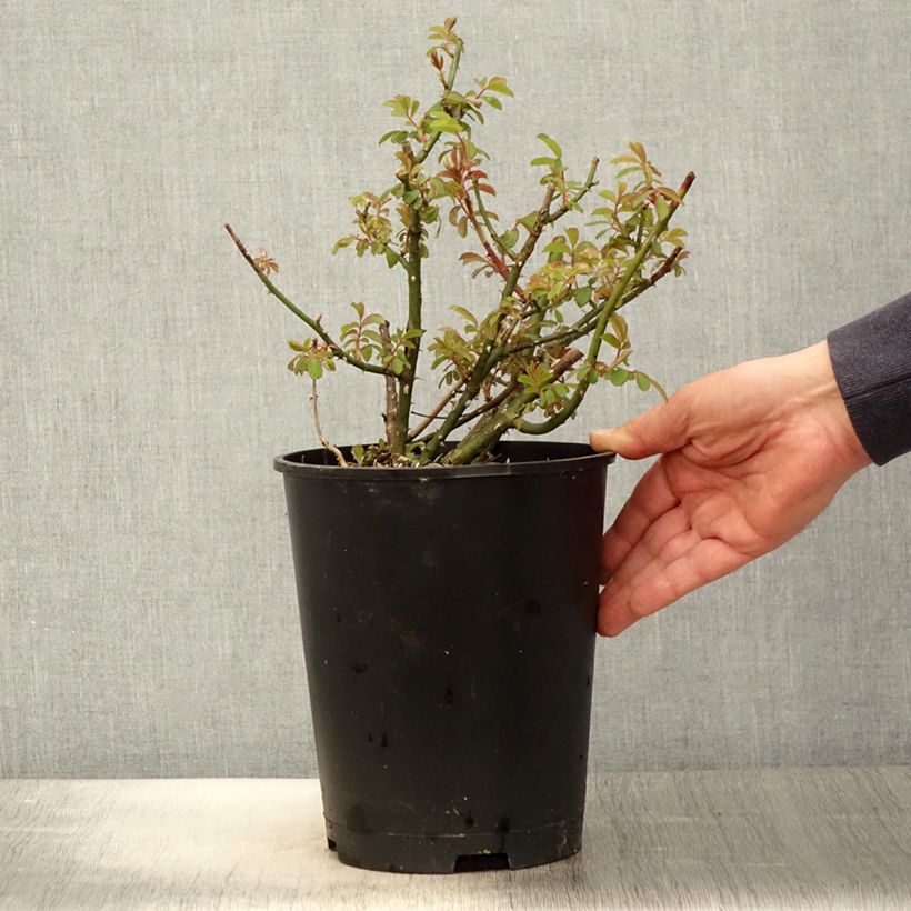 Amostra de Roseira arbustiva White Magic Vaso de 4 L/5 L tal como entregue na primavera