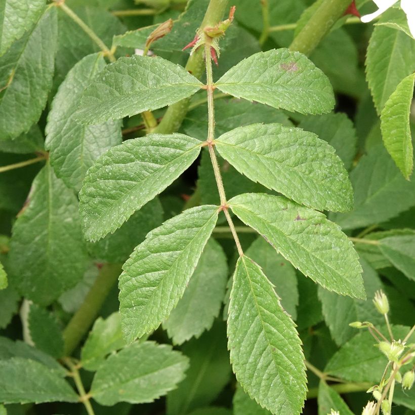 Roseira arbustiva White Magic (Folhagem)