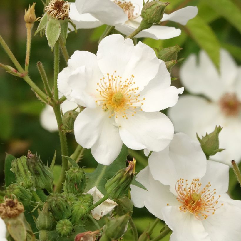 Roseira arbustiva White Magic (Floração)