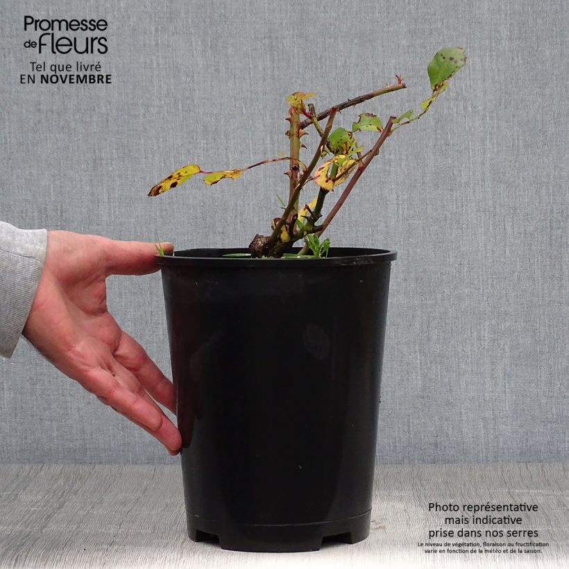 Amostra de Roseira arbustiva Yann Arthus-Bertrand Vaso de 4 L/5 L tal como entregue no outono