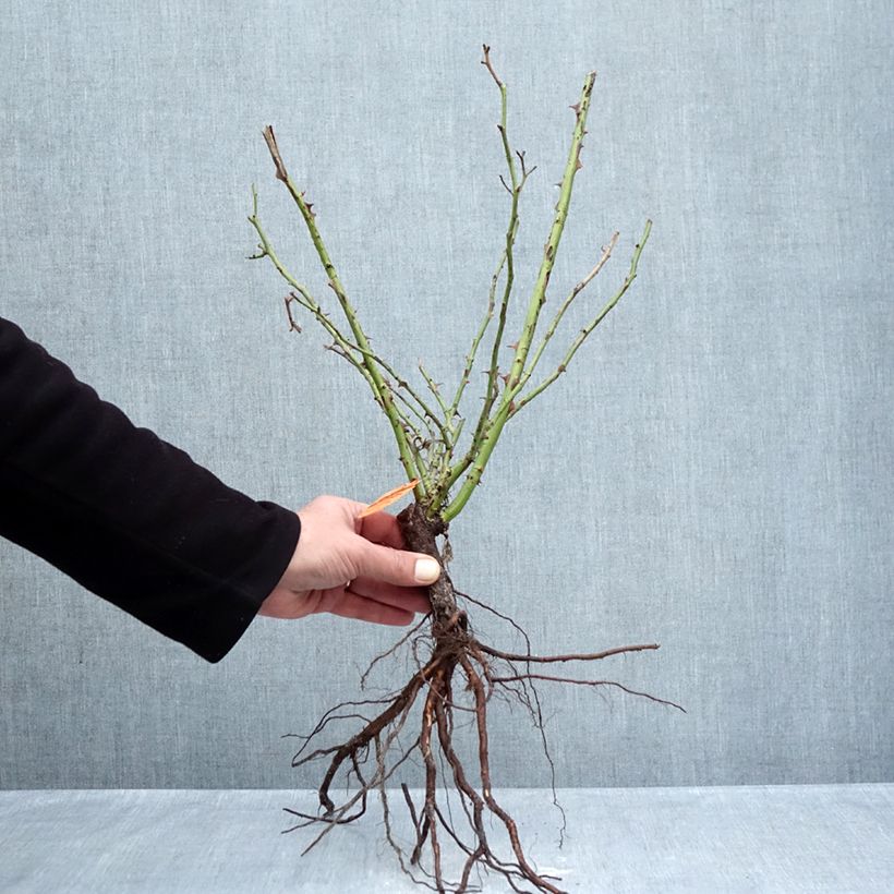 Amostra de Roseira arbustiva Yann Arthus-Bertrand Raízes nuas tal como entregue no inverno