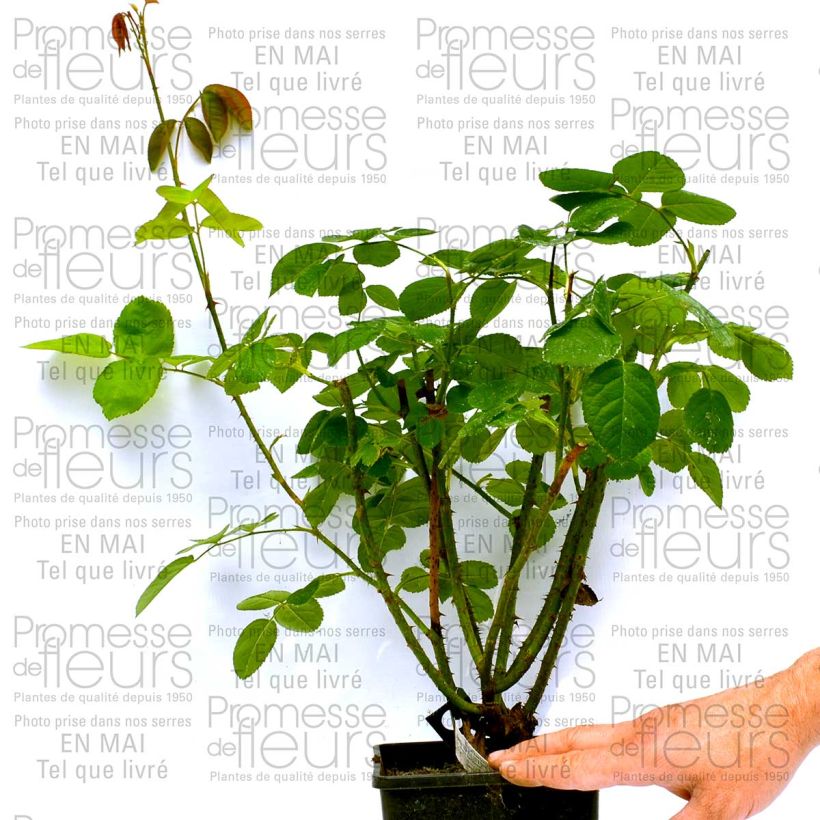 Exemplo de amostra de Rosier David Austin Constance Spry Vaso de 4 L/5 L tal como entregue