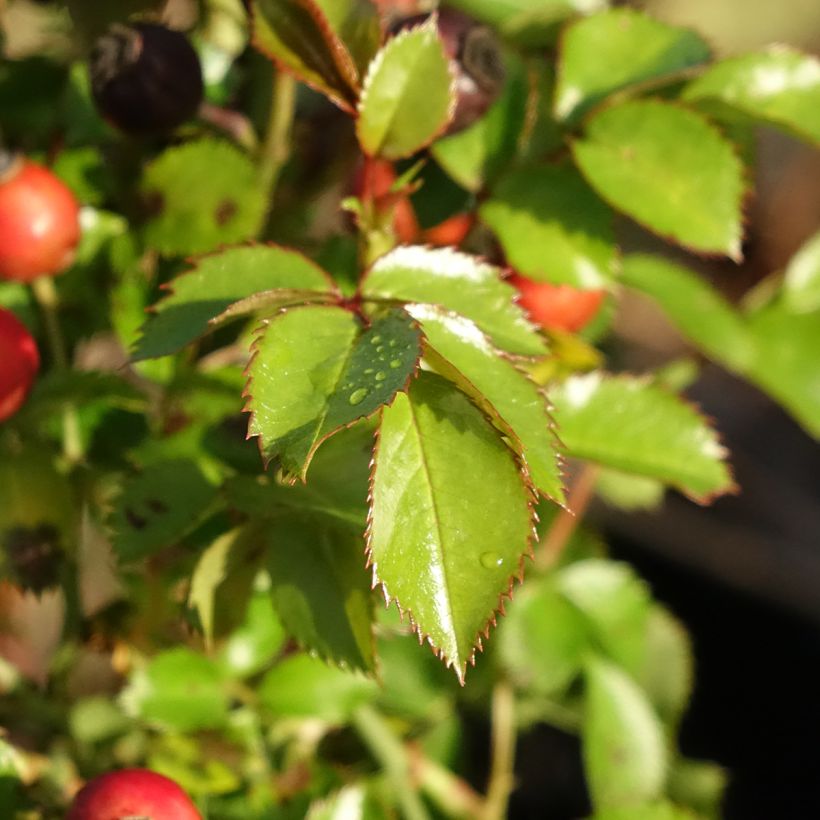 Roseira floribunda Bee Gold (Folhagem)