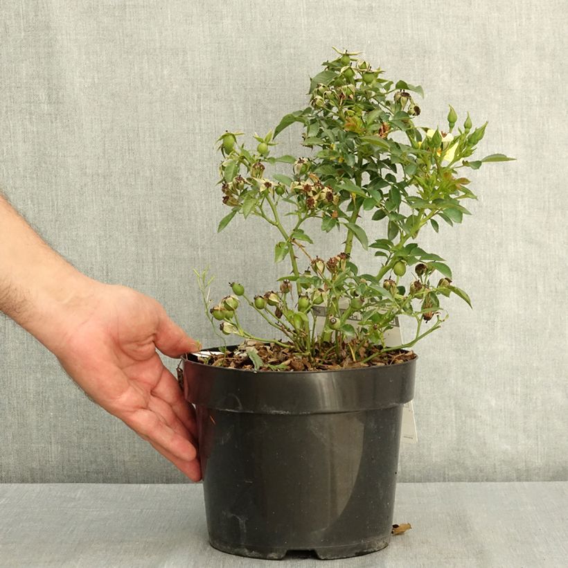 Amostra de Roseira floribunda Bee Gold Vaso de 3 L/4 L tal como entregue no verão