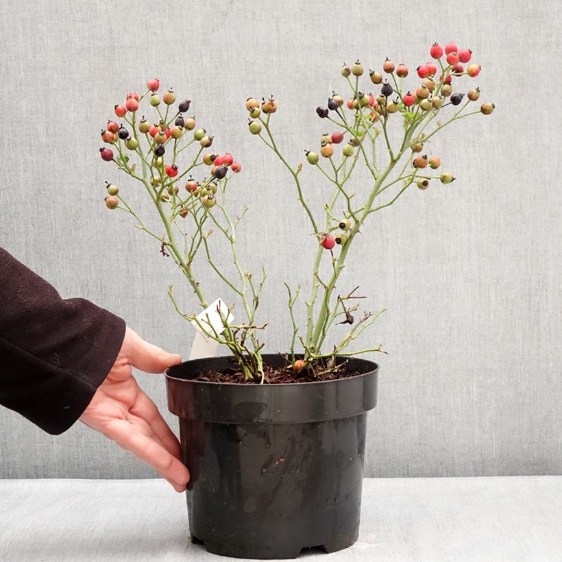 Amostra de Roseira floribunda Bee Gold Vaso de 3 L/4 L tal como entregue no inverno