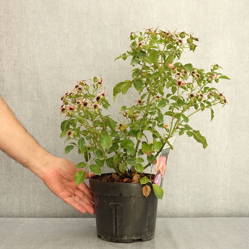 Amostra de Roseira floribunda Bee Proud Vaso de 3 L/4 L tal como entregue no verão