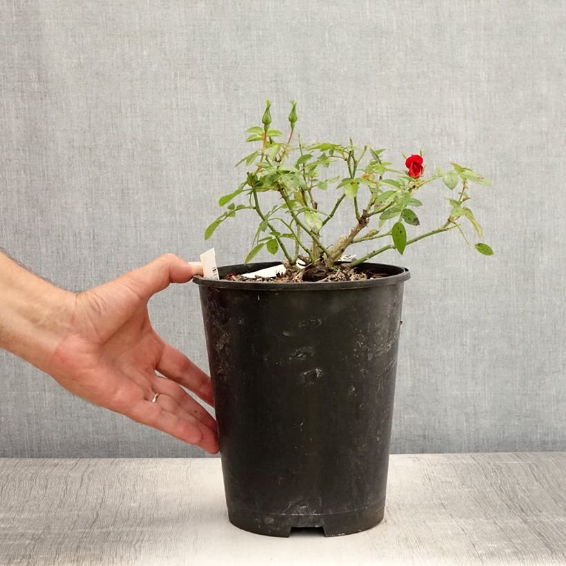 Amostra de Roseira floribunda Bee's Paradise Light Red Vaso de 3 L/4 L tal como entregue no verão