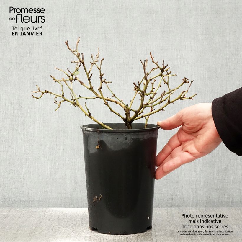 Amostra de Rosier Bee's Paradise Light Red Vaso de 3 L/4 L tal como entregue no inverno