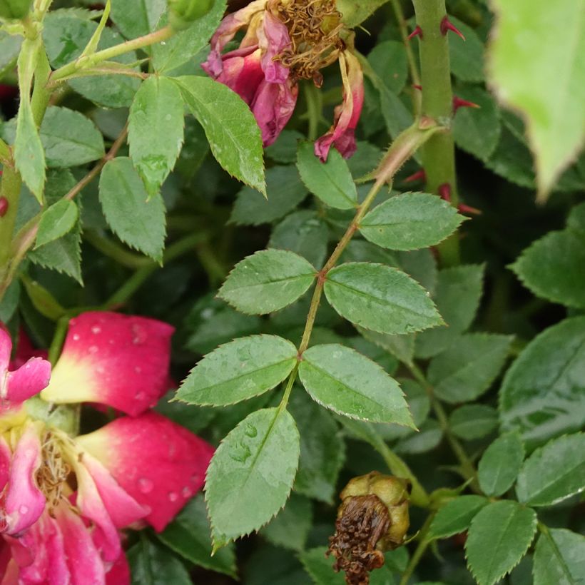 Roseira floribunda Bee's Paradise Light Red (Folhagem)