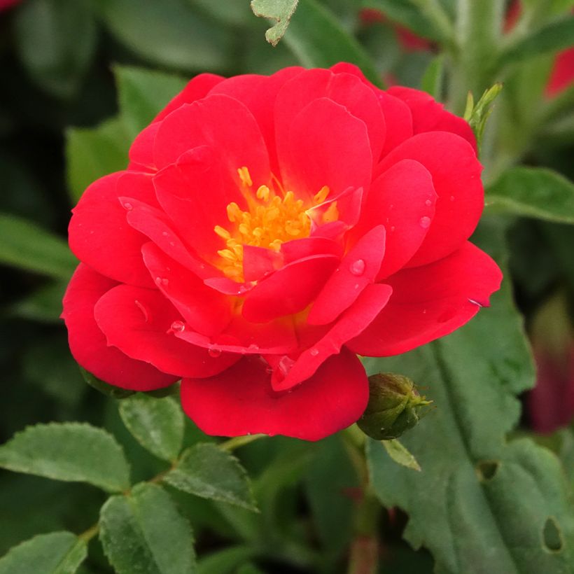 Roseira floribunda Bee's Paradise Light Red (Floração)