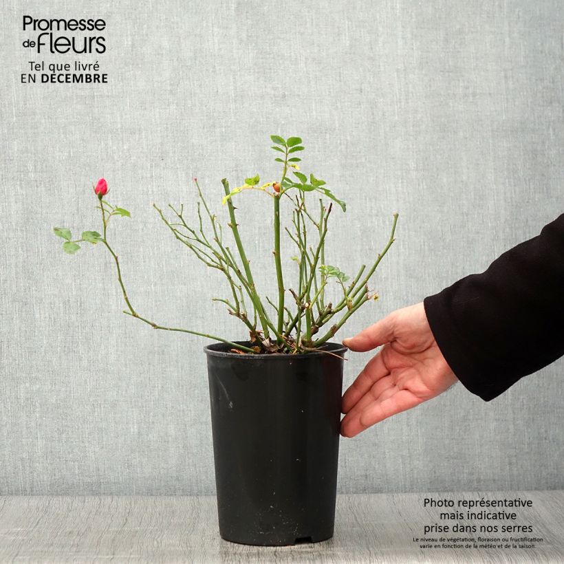 Amostra de Roseira floribunda Bees Paradise Pink Vaso de 3 L/4 L tal como entregue no outono