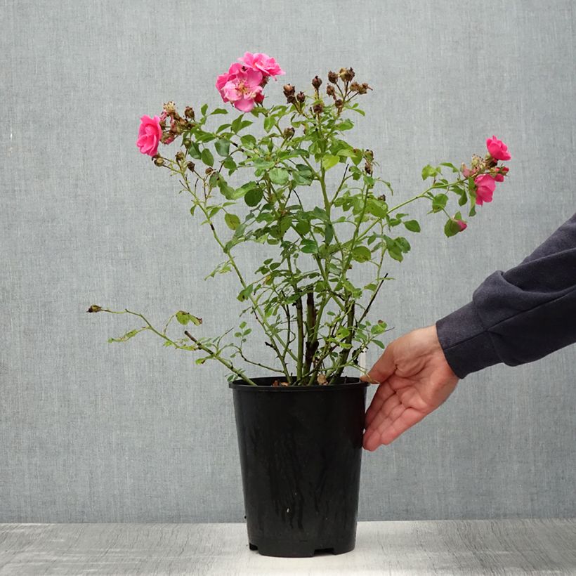 Amostra de Roseira floribunda Bees Paradise Pink Vaso de 3 L/4 L tal como entregue no verão