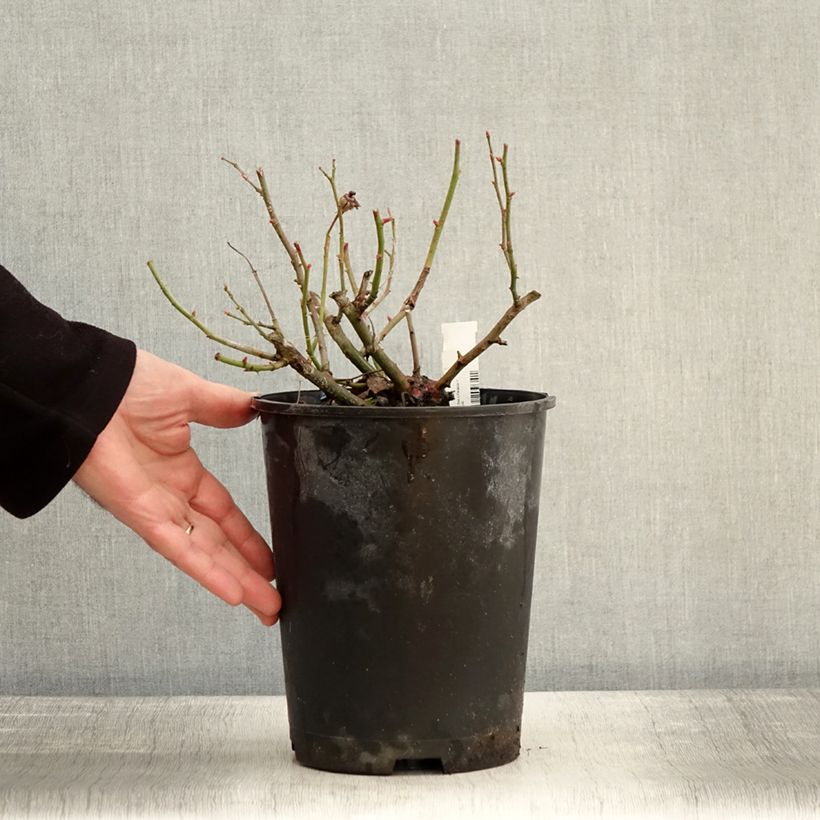 Amostra de Rosier Bees Paradise Pink  Vaso de 3 L/4 L tal como entregue no inverno