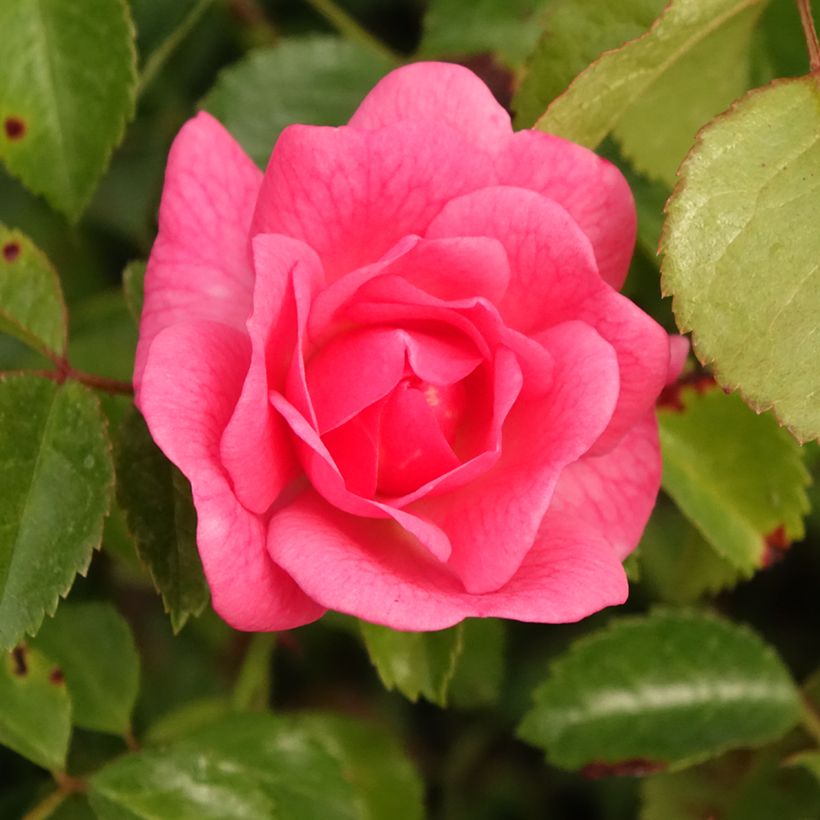 Roseira floribunda Bees Paradise Pink (Floração)