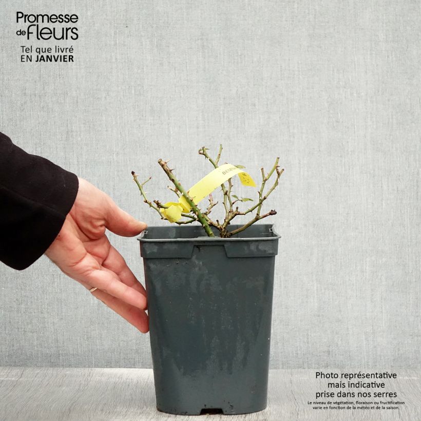 Amostra de Rosier Bees Paradise Gelb Vaso de 3 L/4 L tal como entregue no inverno