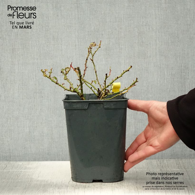 Amostra de Roseira floribunda Bees Paradise Yellow Vaso de 3 L/4 L tal como entregue na primavera