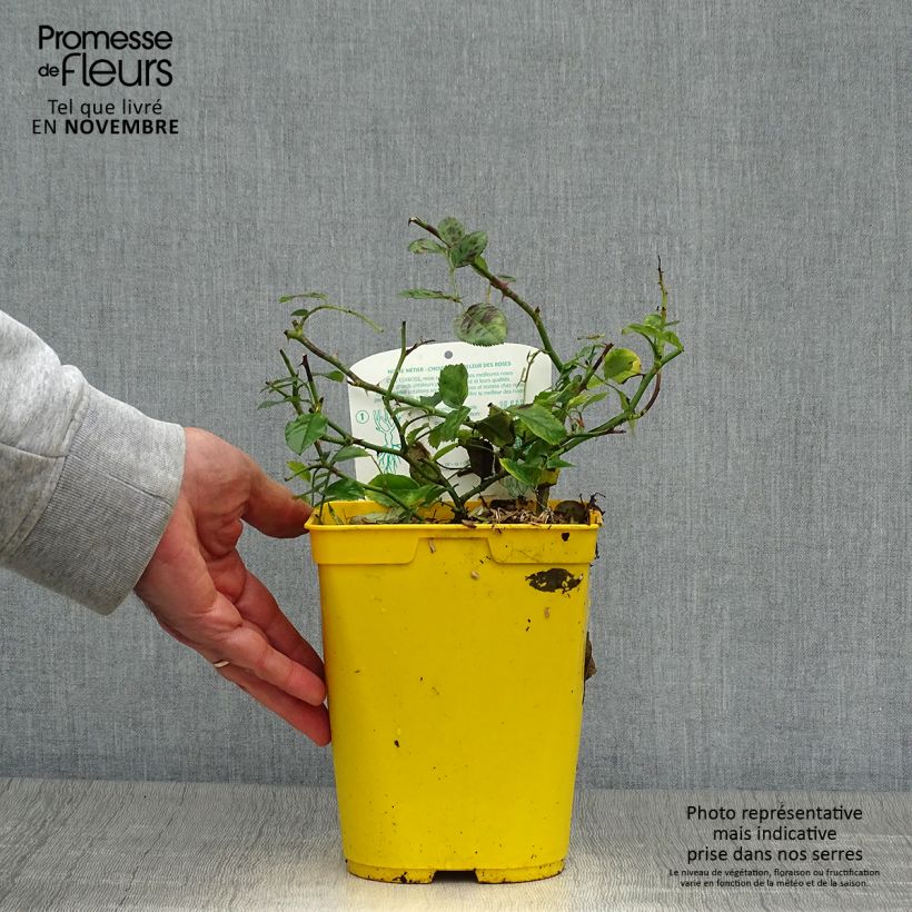 Amostra de Rosier Bees Paradise Ivory Pot de 3L/4L tal como entregue no outono