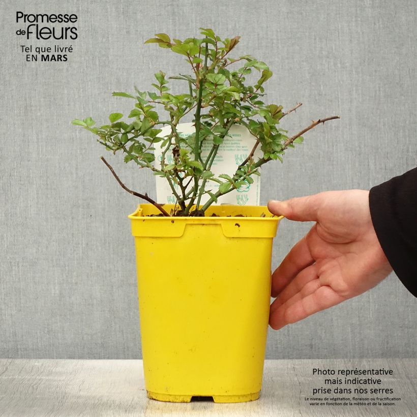 Amostra de Roseira floribunda Bees Paradise Ivory Vaso de 3 L/4 L tal como entregue na primavera
