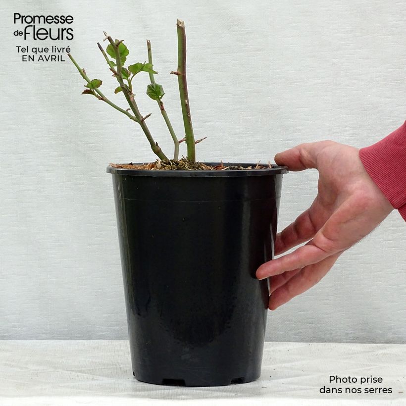 Amostra de Roseira floribunda Bentheimer Gold Vaso de 2 L/3 L tal como entregue na primavera