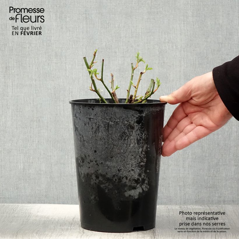 Amostra de Roseira trepadora antiga Bleu Magenta Vaso de 4 L/5 L tal como entregue no inverno