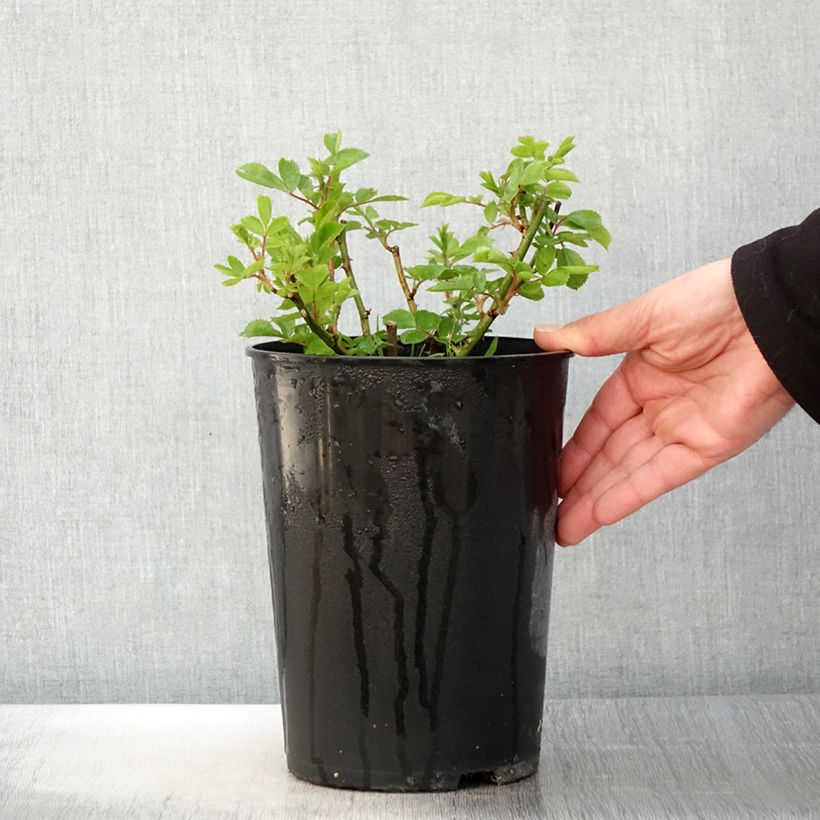 Amostra de Roseira trepadora antiga Bleu Magenta Vaso de 4 L/5 L tal como entregue na primavera