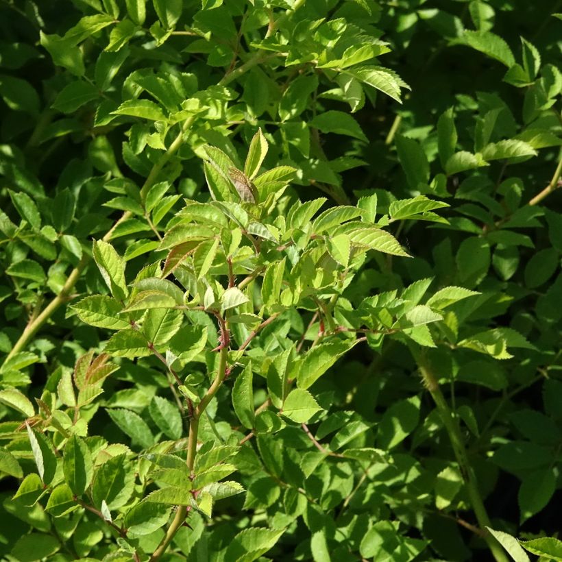 Rosa multiflora - Roseira trepadora (Folhagem)