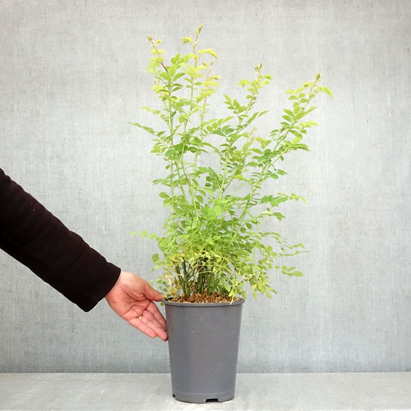 Amostra de Rosa multiflora - Roseira trepadora Vaso de 3 L/4 L tal como entregue na primavera