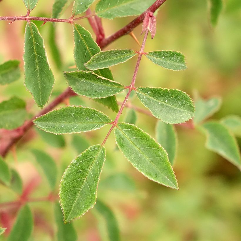 Rosa pendulina Bourgogne (Folhagem)