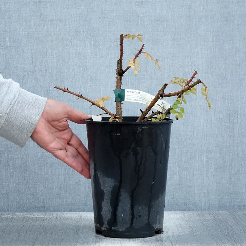 Amostra de Rosa pendulina Bourgogne Vaso de 4 L/5 L tal como entregue no outono
