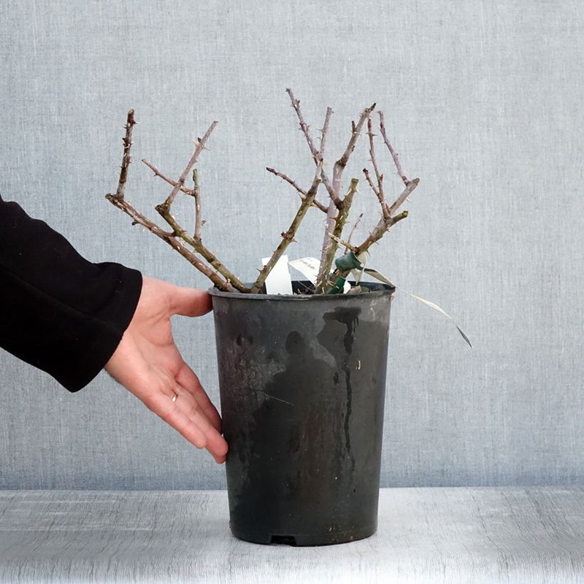 Amostra de Rosier botanique pendulina Bourgogne Vaso de 4 L/5 L tal como entregue no inverno