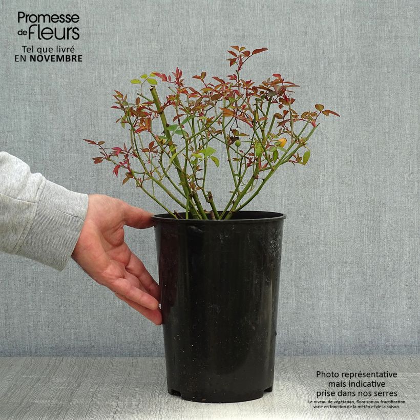 Amostra de Roseira brava Mutabilis Vaso de 2 L/3 L tal como entregue no outono