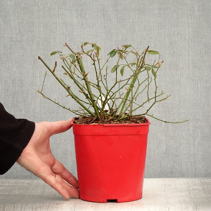 Amostra de Roseira brava Mutabilis Vaso de 2 L/3 L tal como entregue no inverno