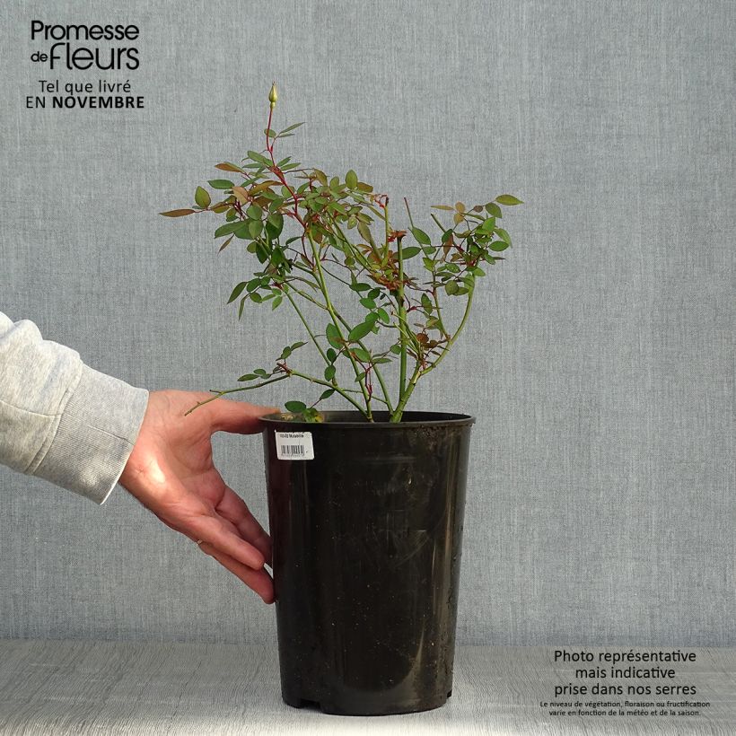 Amostra de Roseira brava Mutabilis Vaso de 4 L/5 L tal como entregue no outono