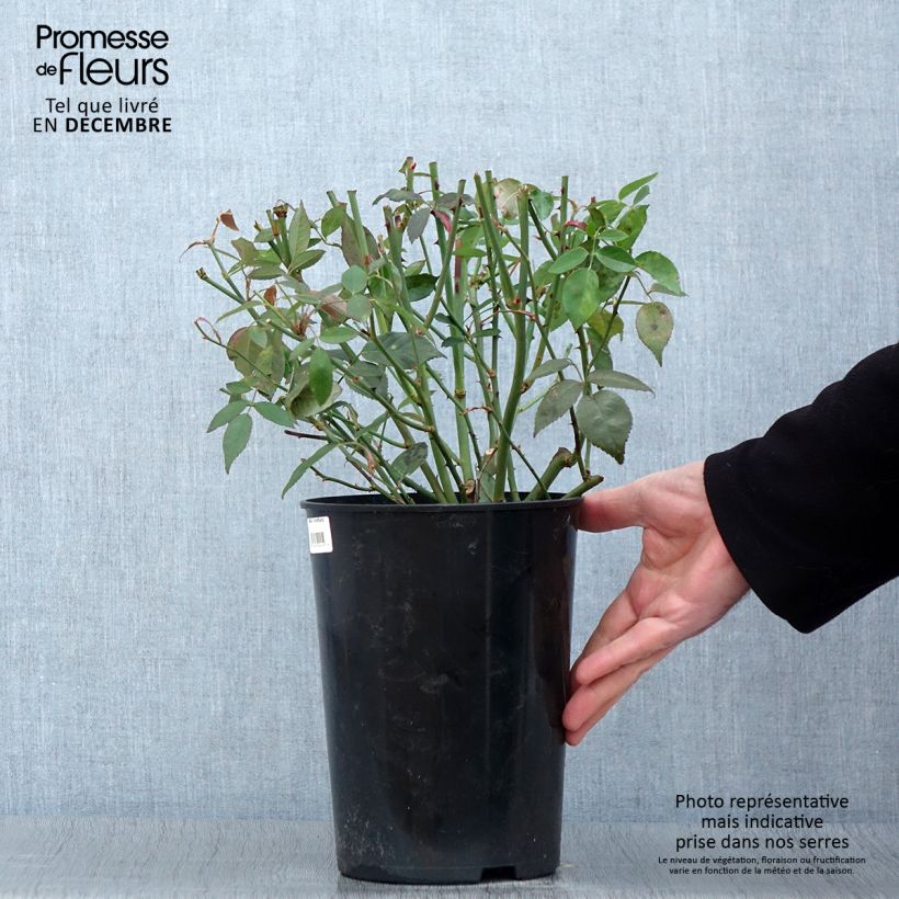 Amostra de Rosa chinensis Viridiflora - Roseira brava Vaso de 4 L/5 L tal como entregue no outono