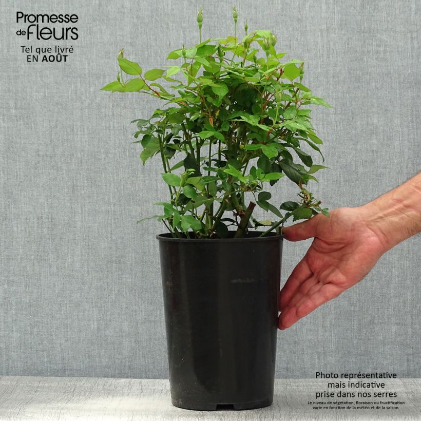 Amostra de Rosa chinensis Viridiflora - Roseira brava Vaso de 4 L/5 L tal como entregue no verão