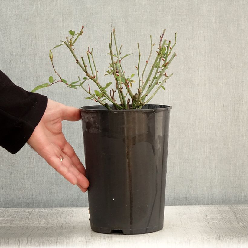 Amostra de Rosa chinensis Viridiflora - Roseira brava Vaso de 4 L/5 L tal como entregue no inverno