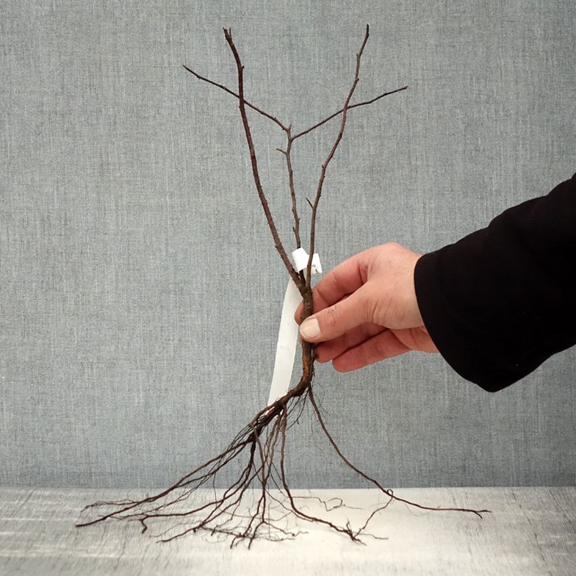 Amostra de Rosa glauca - Roseira brava Raízes nuas tal como entregue no inverno