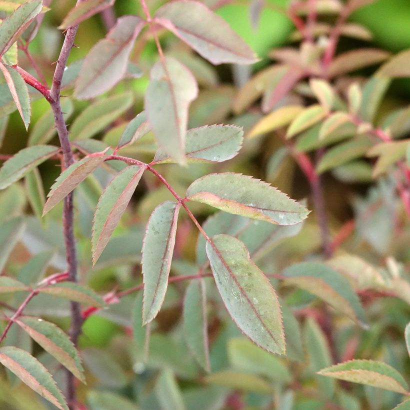 Rosa glauca - Roseira brava (Folhagem)