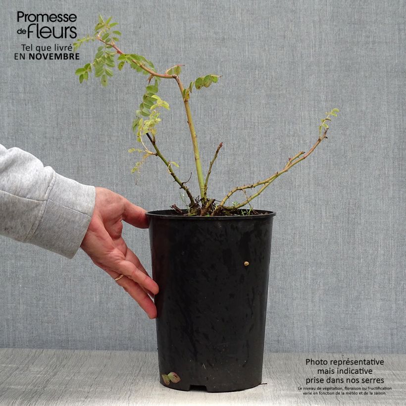 Amostra de Rosa moyesii Geranium Vaso de 3 L/4 L tal como entregue no outono