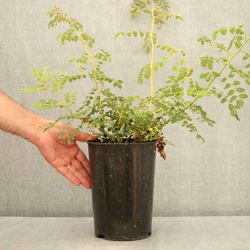 Amostra de Rosa moyesii Geranium Vaso de 3 L/4 L tal como entregue no verão