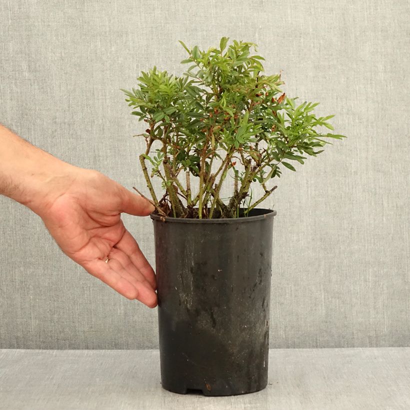 Amostra de Rosa nitida - Roseira brava Vaso de 2 L/3 L tal como entregue no verão