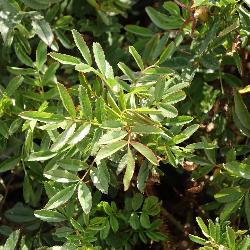 Rosa nitida - Roseira brava (Folhagem)
