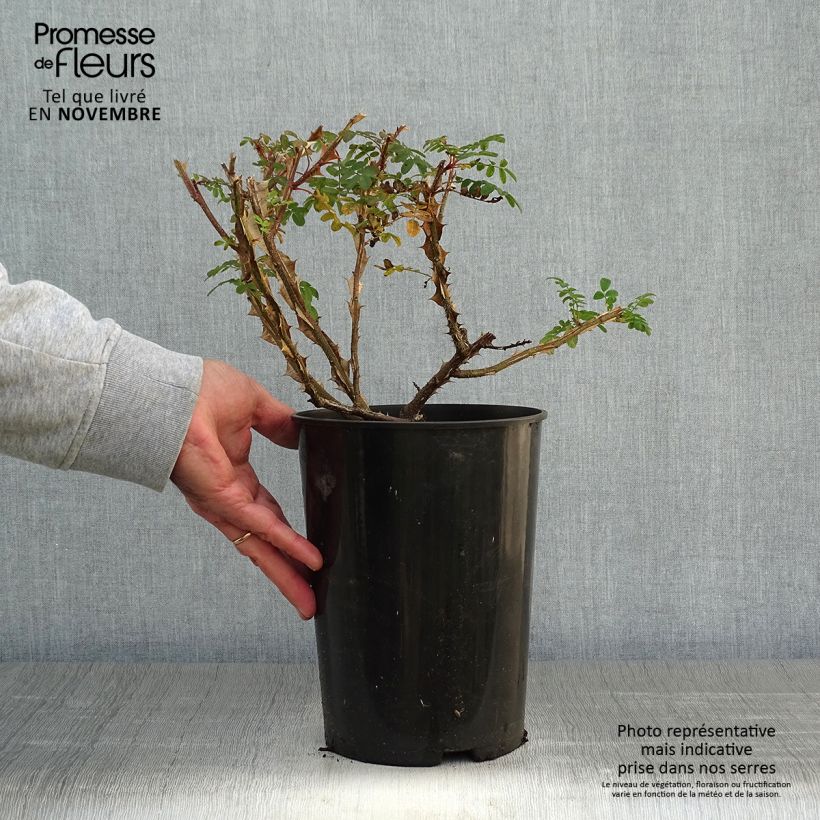 Amostra de Rosa omeiensis Pteracantha Vaso de 4 L/5 L tal como entregue no outono