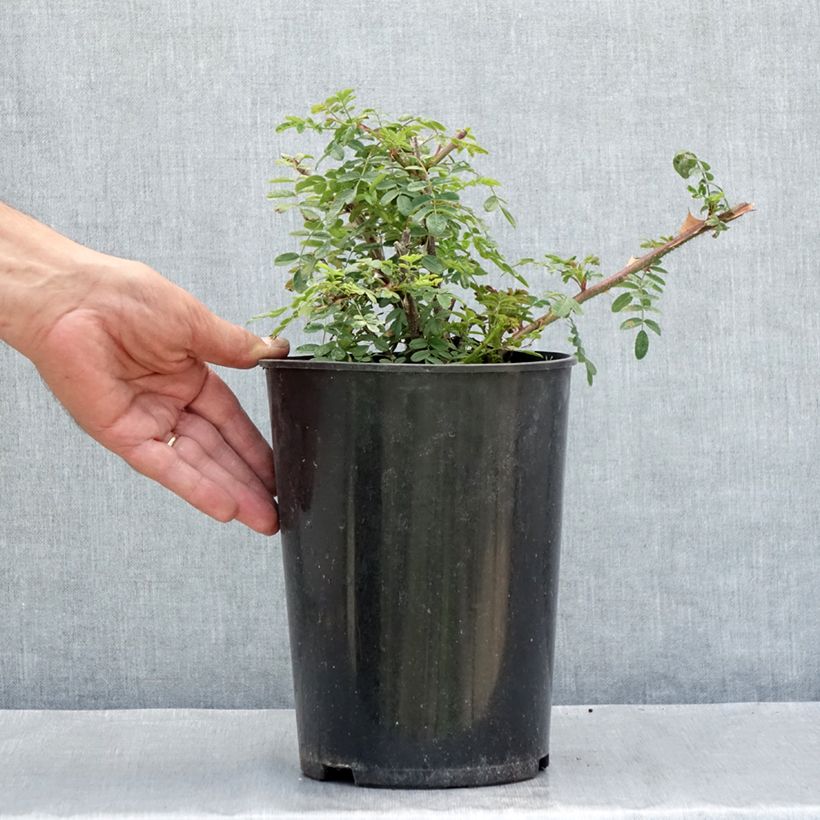 Amostra de Rosa omeiensis Pteracantha Vaso de 4 L/5 L tal como entregue no verão