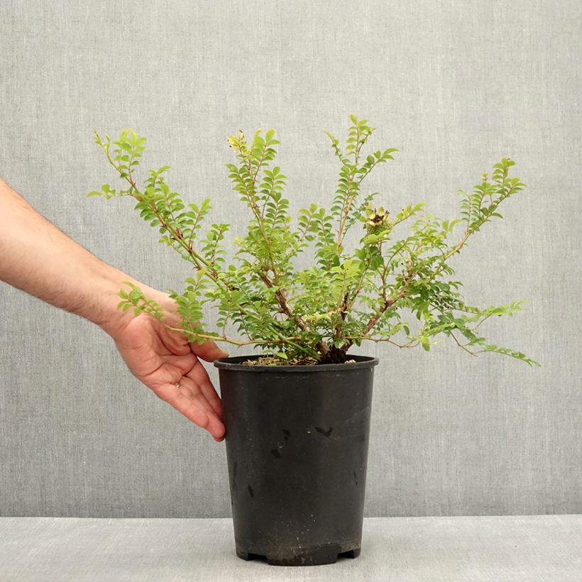 Amostra de Rosier botanique - Rosa roxburghii Lampion Vaso de 4 L/5 L tal como entregue no verão