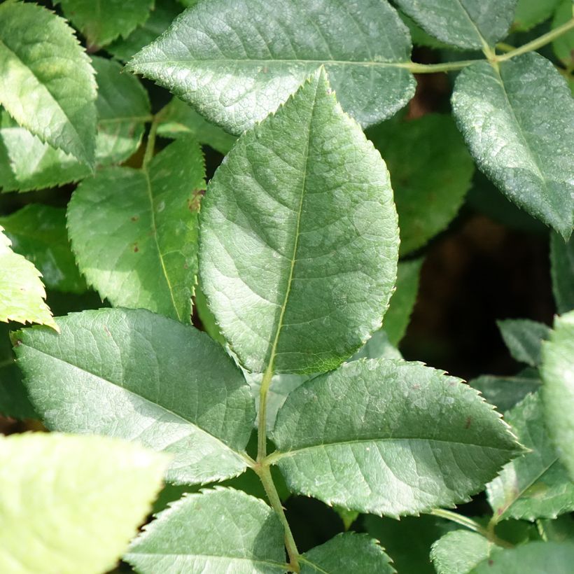 Roseira de flor grande La Gaité (Folhagem)