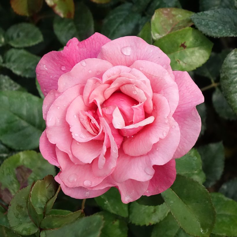 Roseira de flor grande La Gaité (Floração)